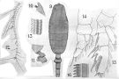 Species Paraeuchaeta weberi - Plate 7 of morphological figures
