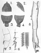 Espèce Paraeuchaeta tuberculata - Planche 3 de figures morphologiques