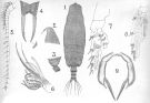 Espèce Scolecithricella curticauda - Planche 2 de figures morphologiques