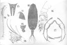 Species Scolecithricella tydemani - Plate 1 of morphological figures