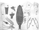 Species Landrumius gigas - Plate 3 of morphological figures