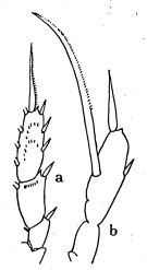 Species Scaphocalanus subbrevicornis - Plate 1 of morphological figures
