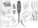 Species Disseta scopularis - Plate 4 of morphological figures