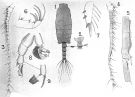 Espèce Candacia tuberculata - Planche 5 de figures morphologiques