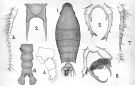 Espèce Labidocera bataviae - Planche 2 de figures morphologiques
