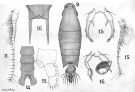 Espèce Labidocera madurae - Planche 2 de figures morphologiques
