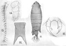 Species Pontella alata - Plate 2 of morphological figures
