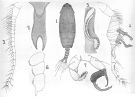 Species Pontella forficula - Plate 1 of morphological figures
