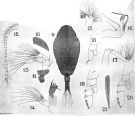 Espèce Chiridiella ovata - Planche 1 de figures morphologiques