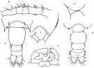 Espèce Acartia (Odontacartia) australis - Planche 1 de figures morphologiques