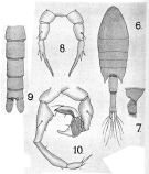 Species Calanopia minor - Plate 3 of morphological figures