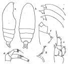 Espèce Euchirella latirostris - Planche 1 de figures morphologiques
