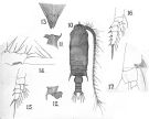 Espèce Gaetanus latifrons - Planche 6 de figures morphologiques