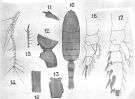 Species Euchaeta media - Plate 6 of morphological figures