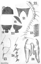 Espèce Valdiviella insignis - Planche 6 de figures morphologiques