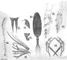 Species Amallothrix gracilis - Plate 5 of morphological figures