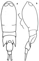 Espèce Corycaeus (Corycaeus) vitreus - Planche 3 de figures morphologiques