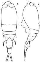 Species Corycaeus (Corycaeus) crassiusculus - Plate 4 of morphological figures