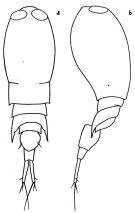 Species Corycaeus (Ditrichocorycaeus) minimus - Plate 1 of morphological figures