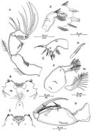 Species Oncaea mediterranea - Plate 3 of morphological figures