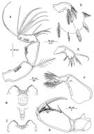 Species Triconia dentipes - Plate 4 of morphological figures
