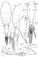 Espèce Triconia minuta - Planche 2 de figures morphologiques