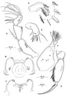 Species Triconia minuta - Plate 3 of morphological figures