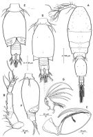 Espèce Triconia rufa - Planche 3 de figures morphologiques