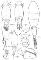 Species Triconia hawii - Plate 3 of morphological figures