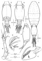 Species Triconia umerus - Plate 3 of morphological figures