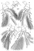 Espèce Triconia elongata - Planche 3 de figures morphologiques