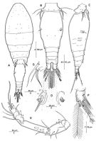 Species Triconia gonopleura - Plate 1 of morphological figures