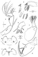Espèce Triconia gonopleura - Planche 2 de figures morphologiques