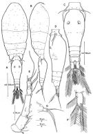 Espèce Triconia parasimilis - Planche 1 de figures morphologiques