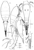 Espèce Triconia similis - Planche 5 de figures morphologiques