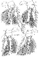 Species Oncaea venusta - Plate 6 of morphological figures