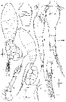 Espèce Monothula subtilis - Planche 2 de figures morphologiques