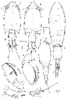 Espèce Monothula subtilis - Planche 5 de figures morphologiques