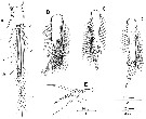 Espèce Monothula subtilis - Planche 6 de figures morphologiques