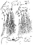 Espèce Archioncaea arabica - Planche 5 de figures morphologiques
