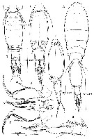 Espèce Spinoncaea ivlevi - Planche 6 de figures morphologiques