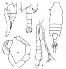 Species Candacia cheirura - Plate of morphological figures