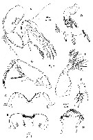 Species Spinoncaea tenuis - Plate 2 of morphological figures