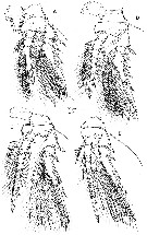 Species Spinoncaea tenuis - Plate 3 of morphological figures