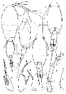 Species Spinoncaea tenuis - Plate 4 of morphological figures