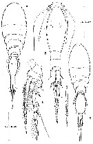 Species Spinoncaea tenuis - Plate 5 of morphological figures