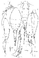 Espèce Oncaea crypta - Planche 1 de figures morphologiques