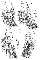 Species Oncaea crypta - Plate 3 of morphological figures