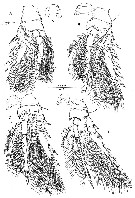 Species Oncaea ovalis - Plate 3 of morphological figures