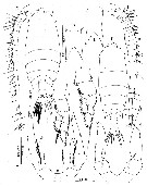 Species Pontella andersoni - Plate 2 of morphological figures
